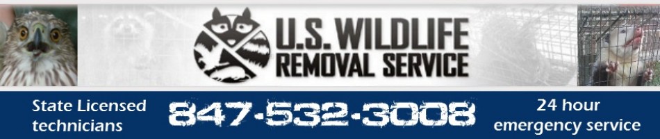 Island Lake Wildlife Removal