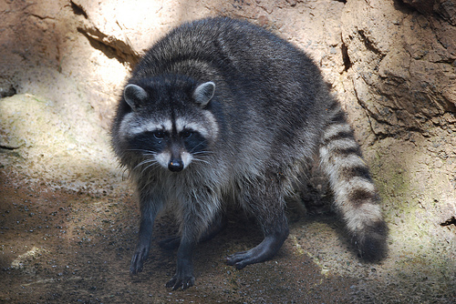 Get Rid Of Skunks Squirrel Removal Services