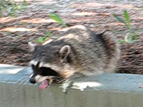 Bat Removal squirrel removal companies near me