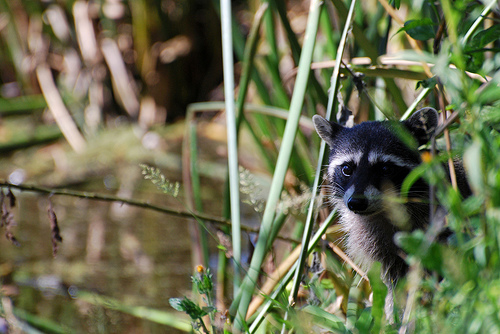 Dead Animal Removal Company nuisance animal removal