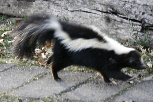 Bat Control skunk control