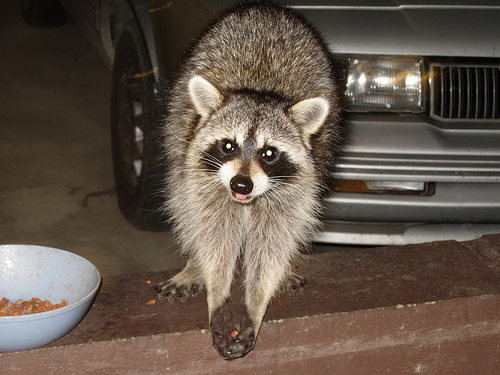 Exterminator Near Me How To Get Rid Of Skunks