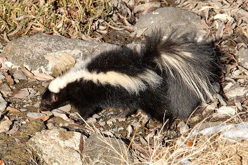 raccoon removal skunk trapping
