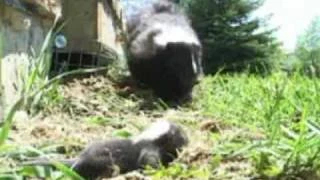 Humane Grayslake IL Raccoon Removal