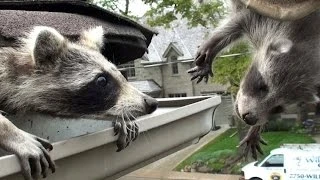 Humane Ingleside IL Raccoon Removal