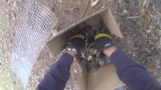 Humane Skunk Removal in Wauconda IL