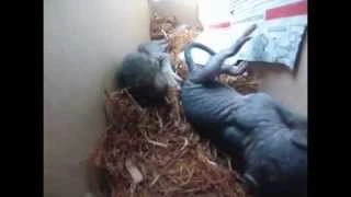 Libertyville Skunk Removal