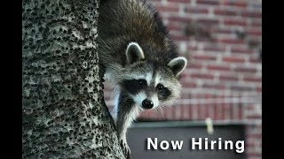 Professional Barrington IL Skunk Removal