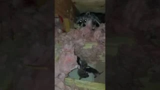 Skunk Control in Buffalo Grove Illinois