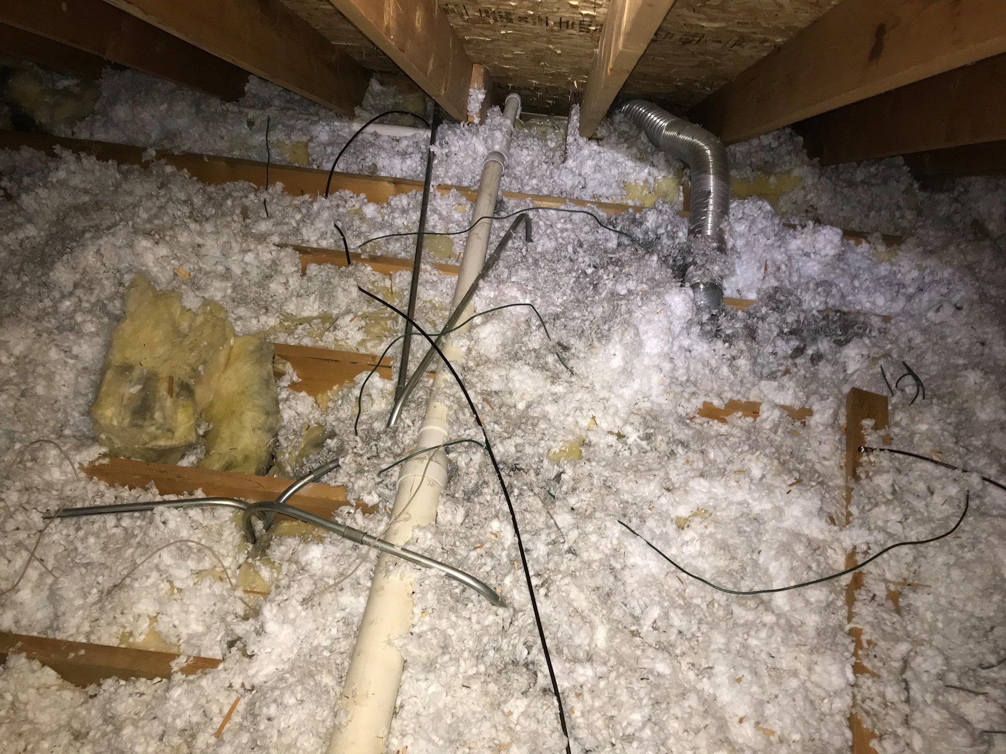 attic damage from raccoons