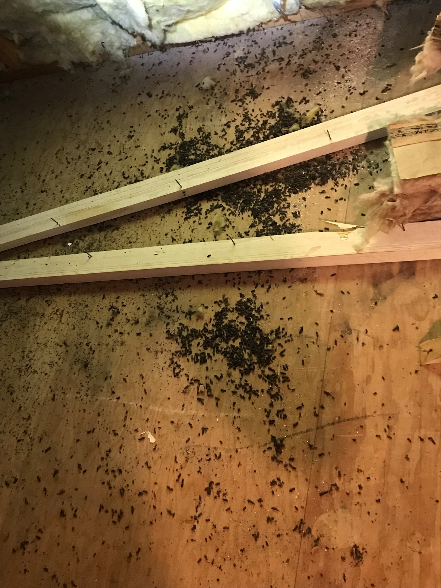 bat guano in the attic