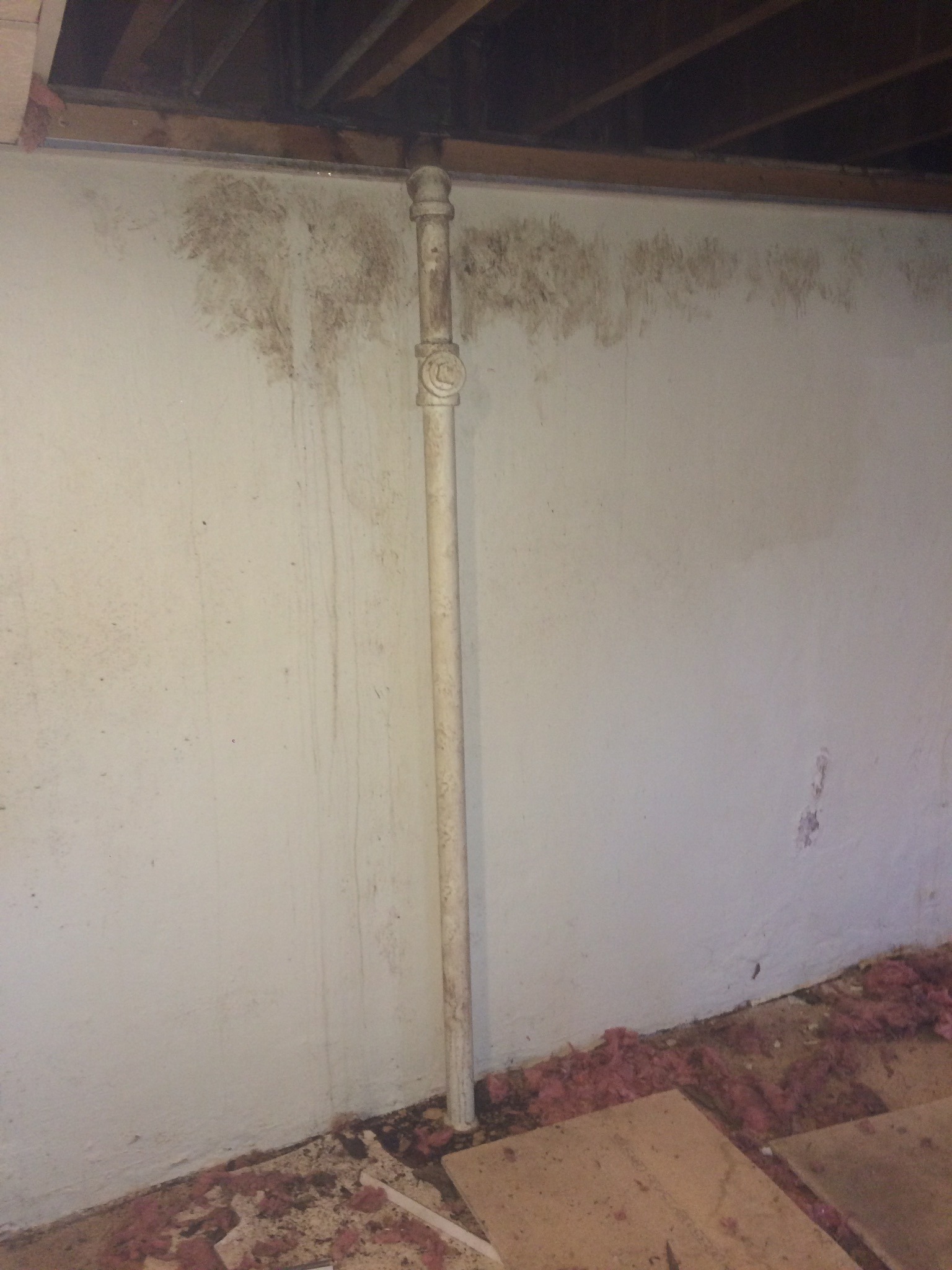 raccoon entry signs in basement