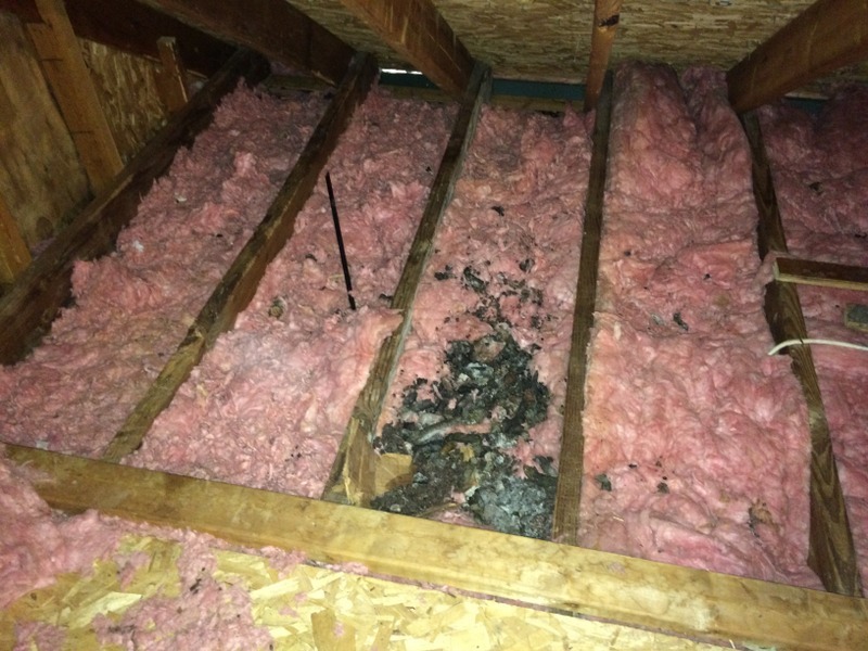 raccoon feces accumulation