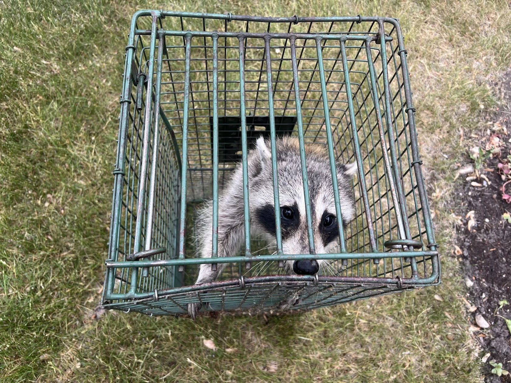raccoon trapped in duke humane trap