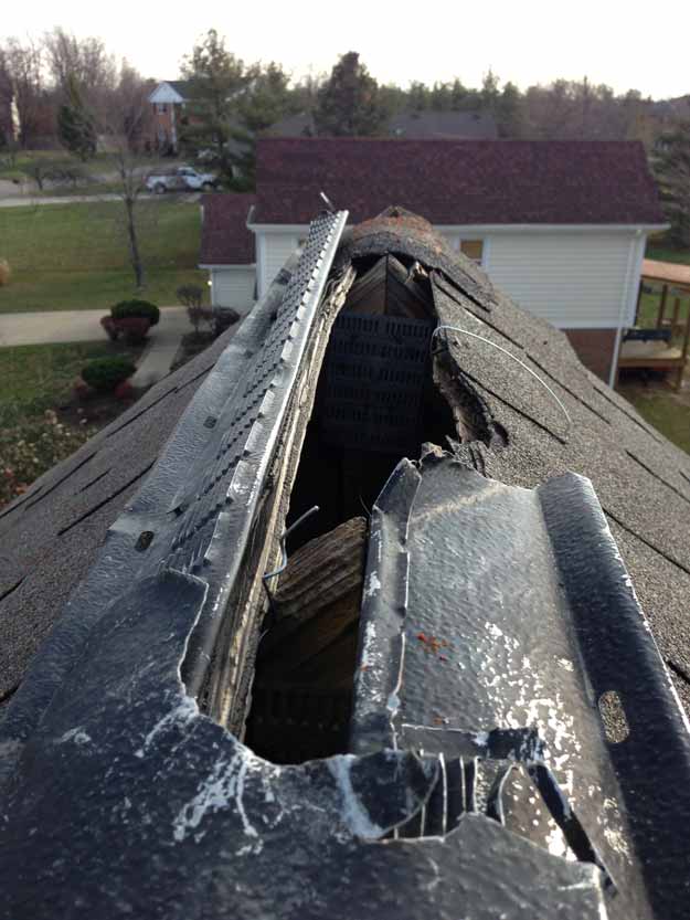 Raccoon Removal | A+ Rated Wildlife Removal // (847) 532-3008