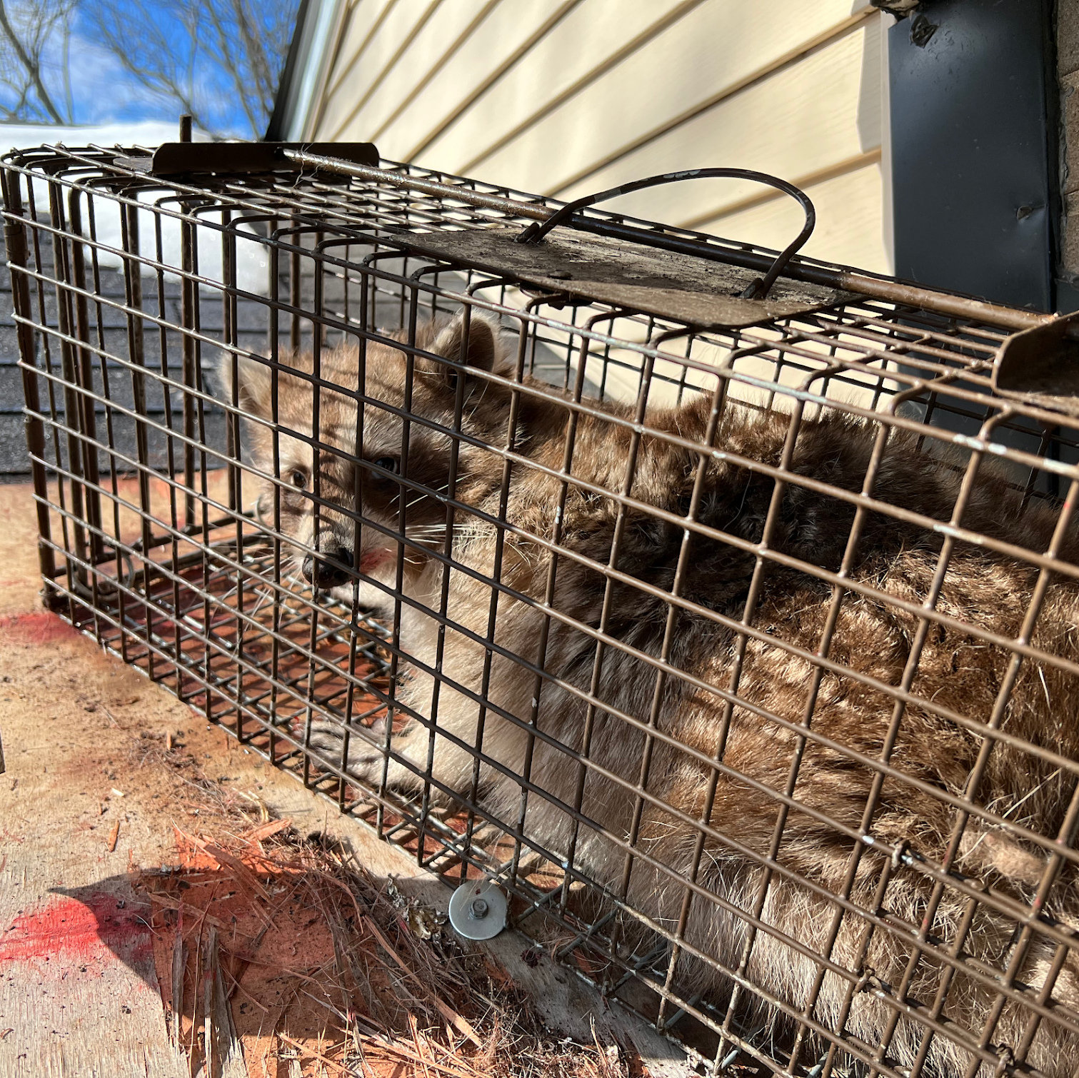 raccoon removal by professionals